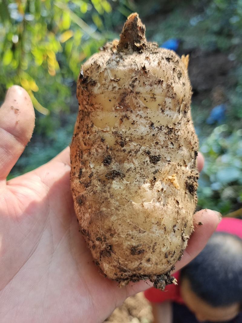陕西立森，春森，姚式萌发菌，密环菌量大从优