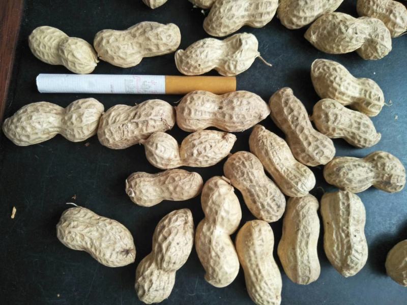 大量出售花育精选果，手选果，食品用果，量大从优，来电优惠