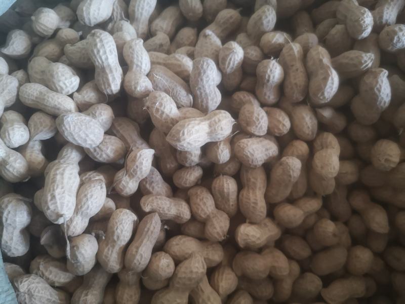 大量出售花育精选果，手选果，食品用果，量大从优，来电优惠