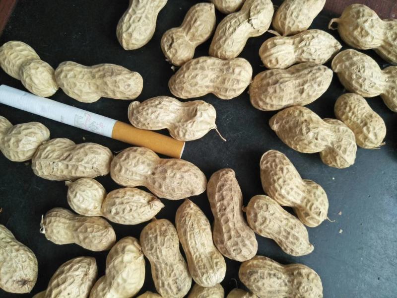 大量出售花育精选果，手选果，食品用果，量大从优，来电优惠