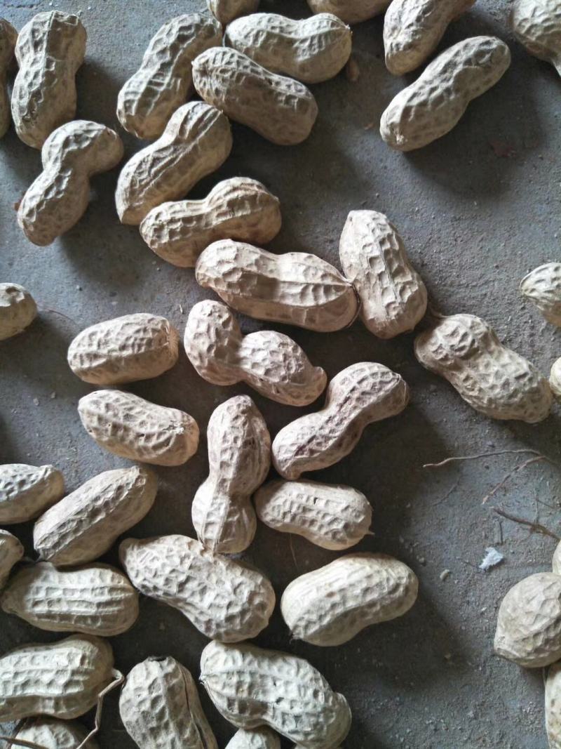 大量出售花育精选果，手选果，食品用果，量大从优，来电优惠