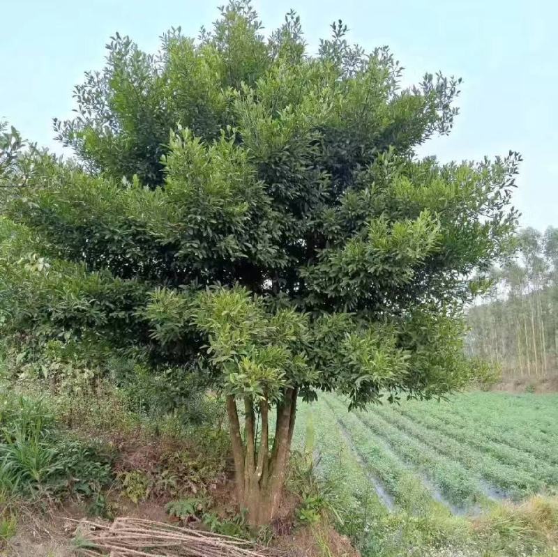 挂果岭南山竹树
