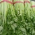 芹菜西芹60cm以上大量现货芹菜量大优惠