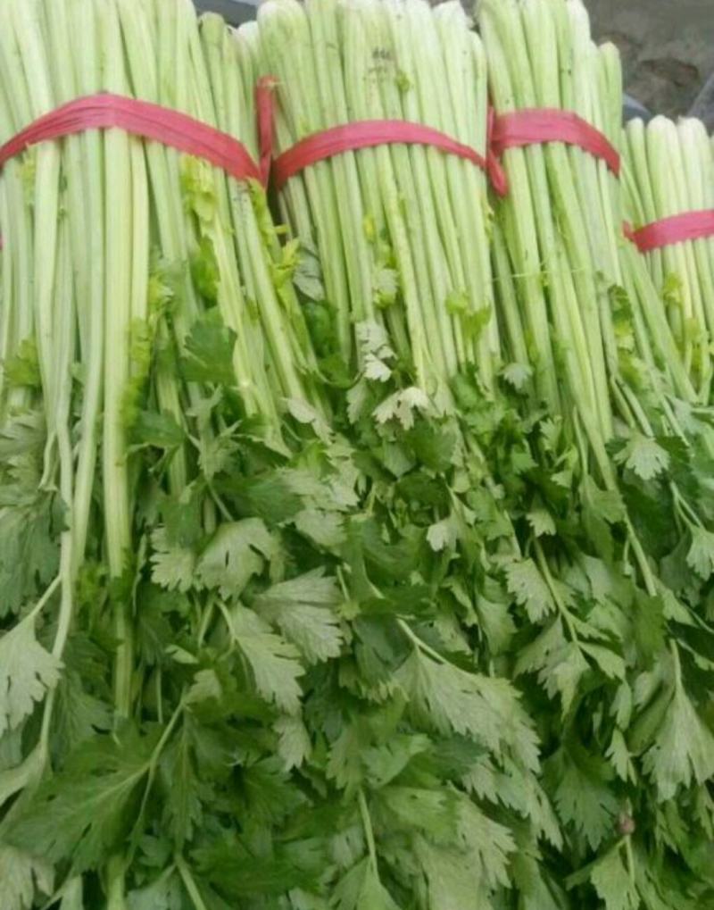 芹菜西芹60cm以上大量现货芹菜量大优惠