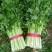 芹菜西芹60cm以上大量现货芹菜量大优惠