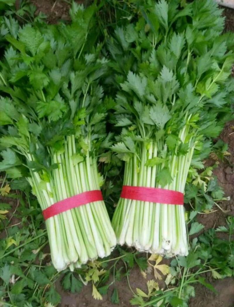 芹菜西芹60cm以上大量现货芹菜量大优惠