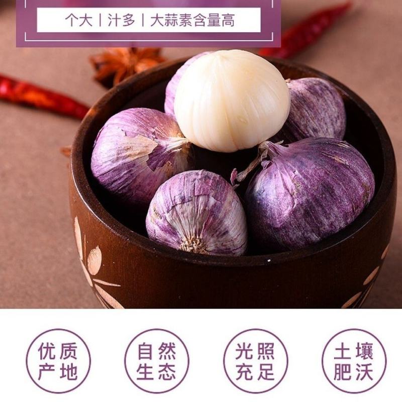 甘肃民乐2021现挖新鲜高蒜素紫皮蒜独头大蒜黑蒜糖蒜腊八