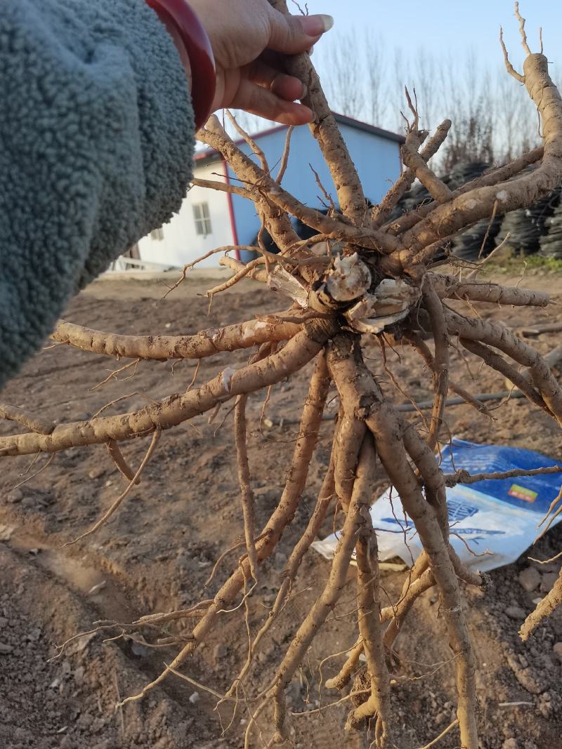 求购油牡丹大面积的