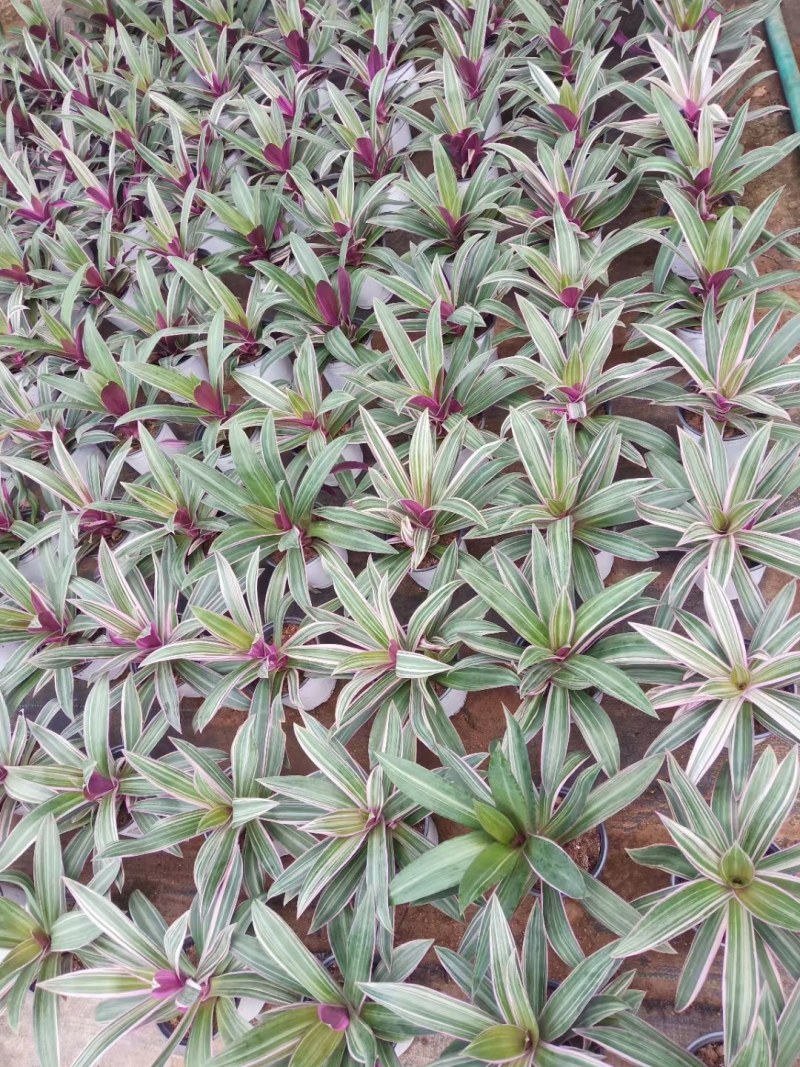 紫露兰，山东青州，大量有货，欢迎咨询选购！