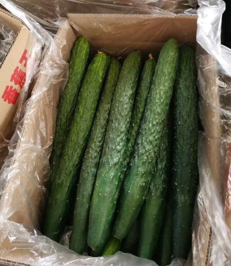 广东徐闻大量上市青瓜黄瓜刺瓜货源充足，欢迎联系考察