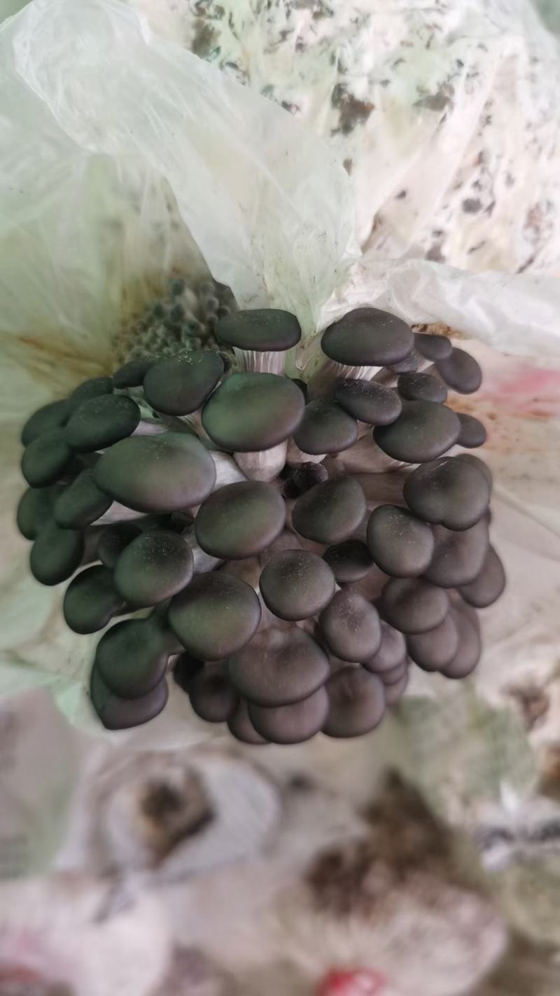 平菇菌包食用菌菌棒到家划口即出高产抗病抗虫优质菌棒