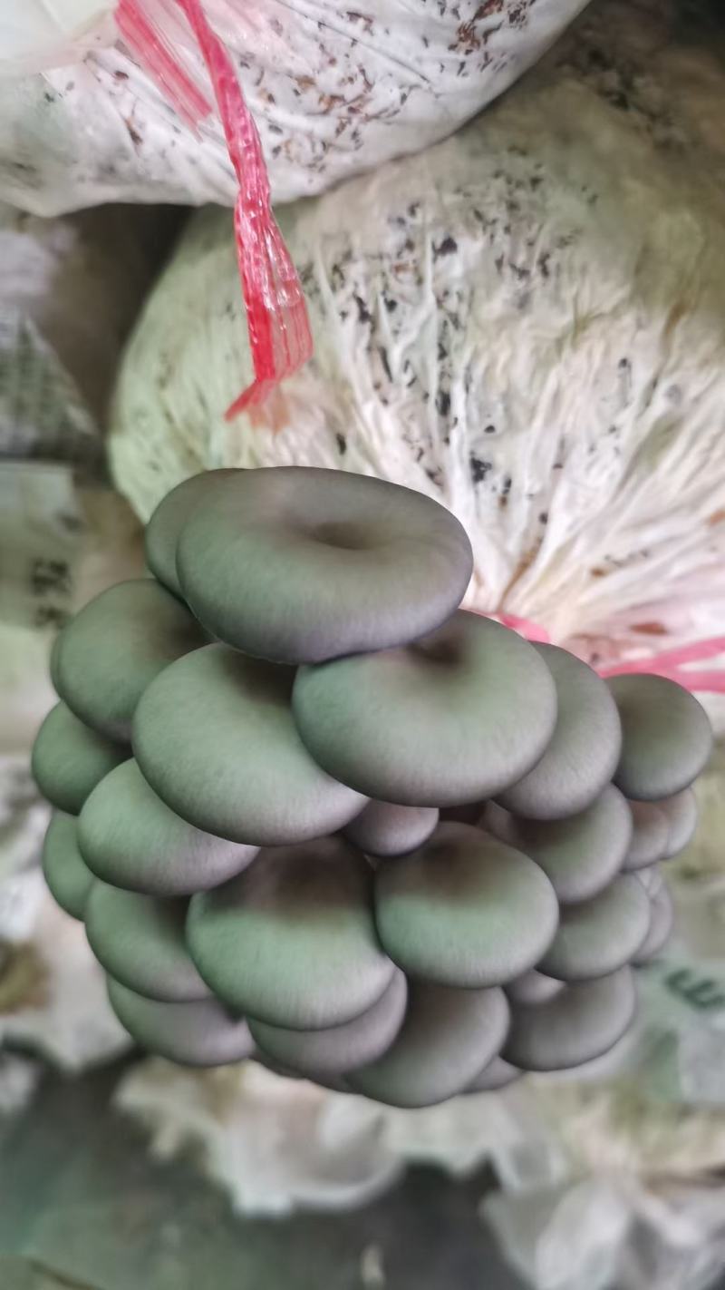 平菇菌包食用菌菌棒到家划口即出高产抗病抗虫优质菌棒