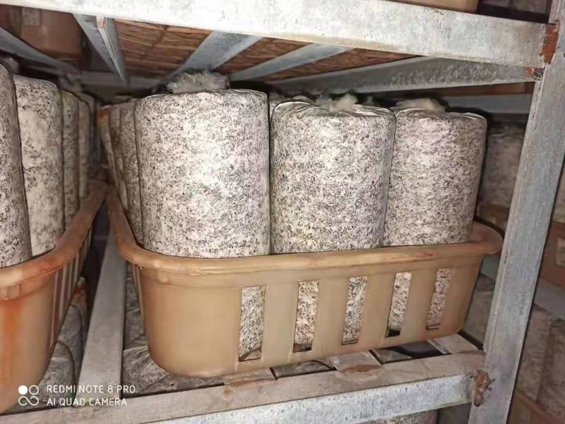 平菇菌包食用菌菌棒到家划口即出高产抗病抗虫优质菌棒