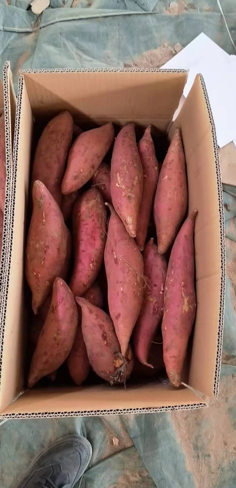 河南省农科院脱毒红薯苗，西瓜红薯苗龙薯九号红薯苗
