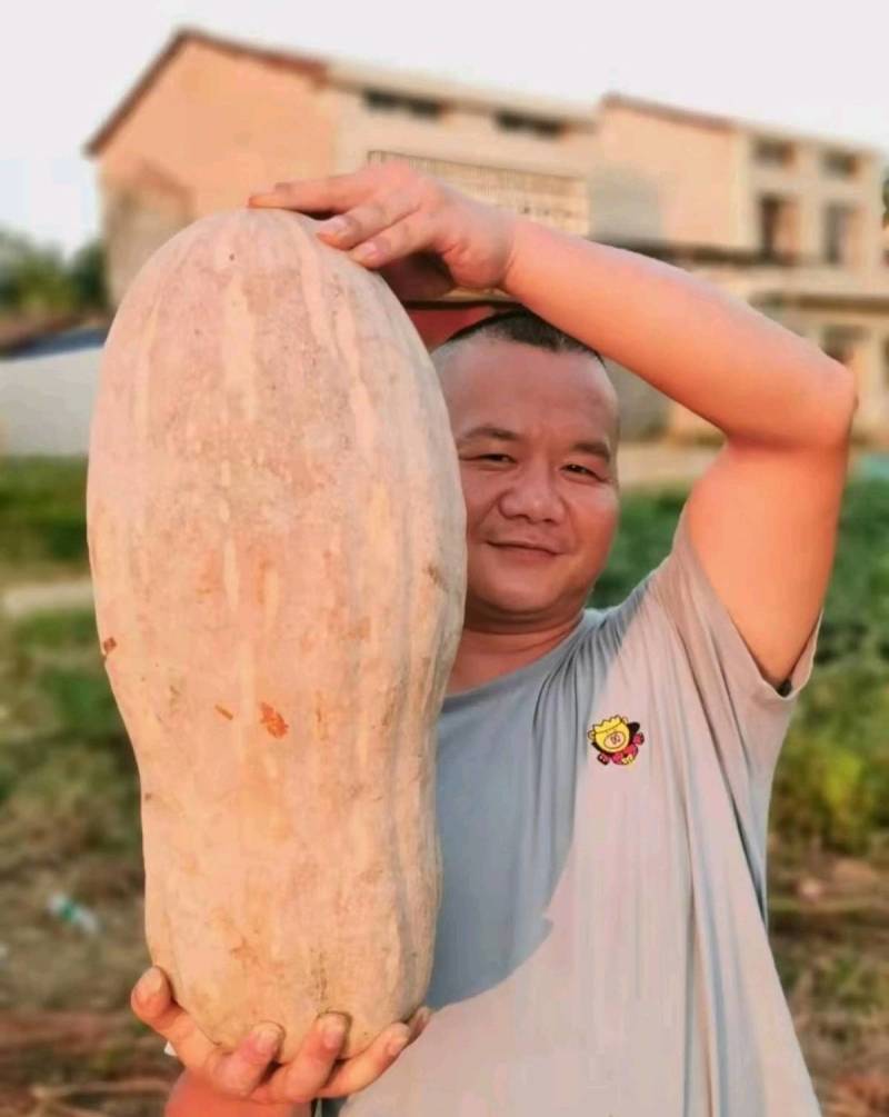 【促销价】中科甜蜜本南瓜种子肉厚特大抗病高产基地专用