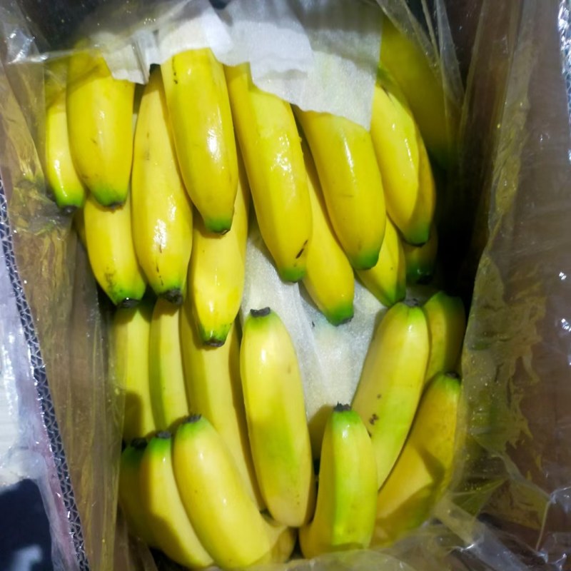 云南蕉纯三把