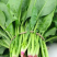 菠菜