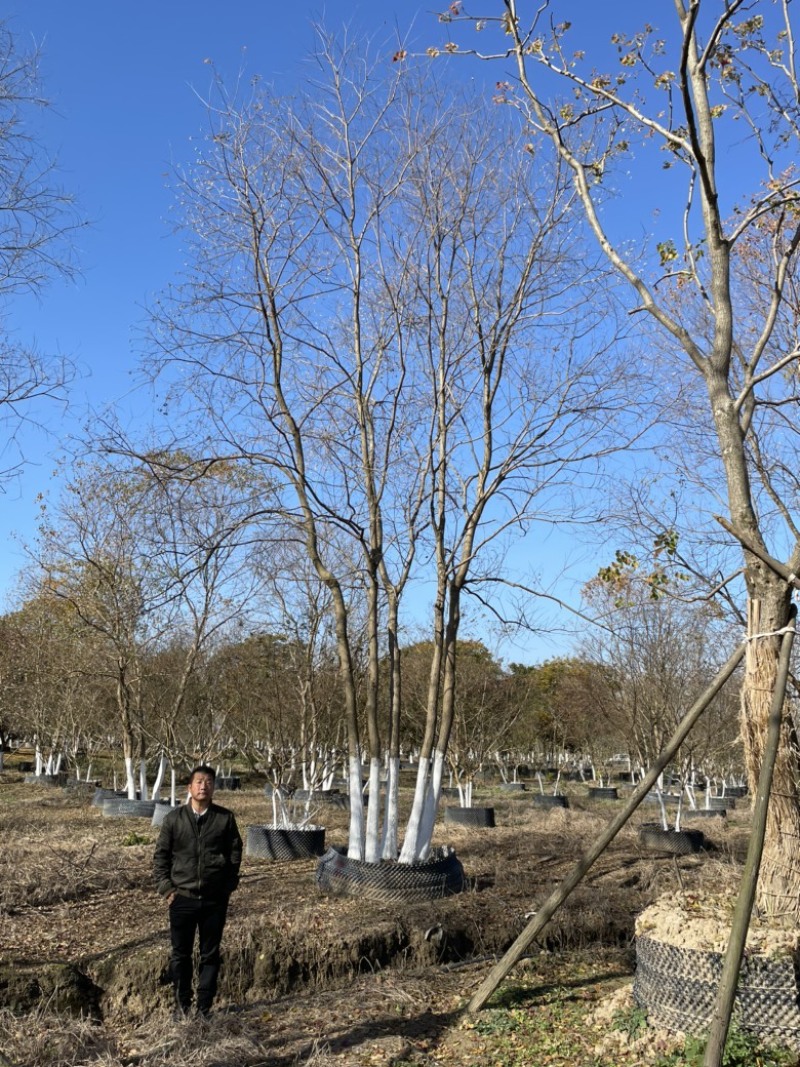 丛生乌桕，地苗，移栽熟苗，公园，地产，主景，点缀，体量大