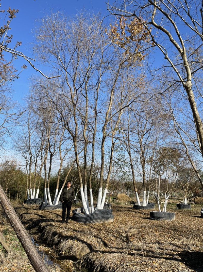 丛生乌桕，地苗，移栽熟苗，公园，地产，主景，点缀，体量大