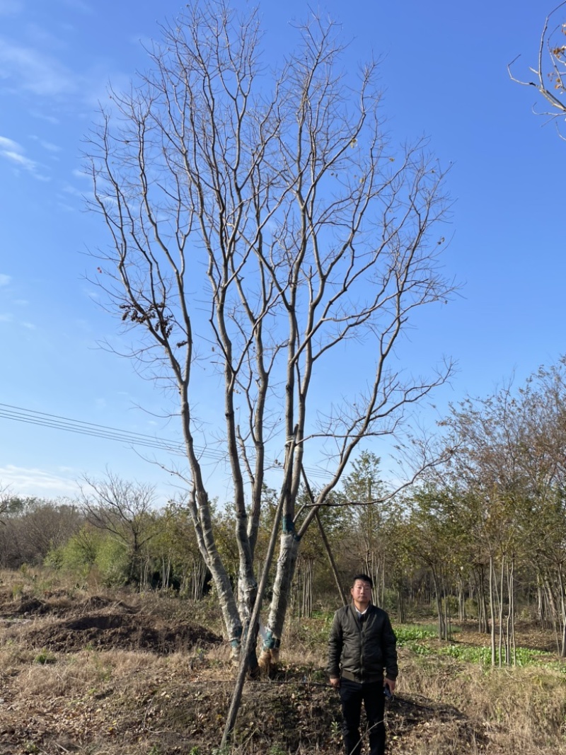 丛生乌桕，地苗，移栽熟苗，公园，地产，主景，点缀，体量大