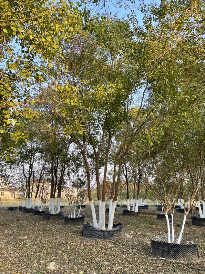 丛生乌桕，地苗，移栽熟苗，公园，地产，主景，点缀，体量大