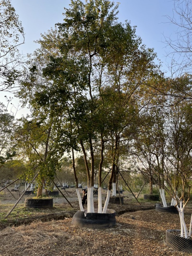 丛生乌桕，地苗，移栽熟苗，公园，地产，主景，点缀，体量大
