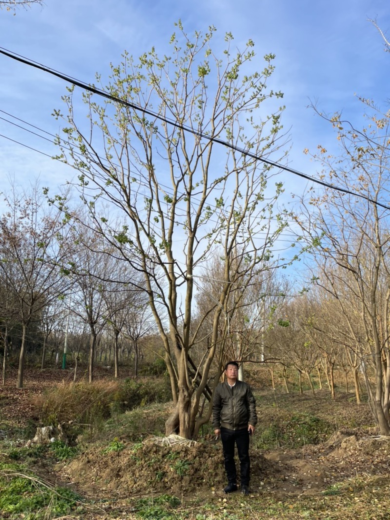 丛生乌桕，地苗，移栽熟苗，公园，地产，主景，点缀，体量大