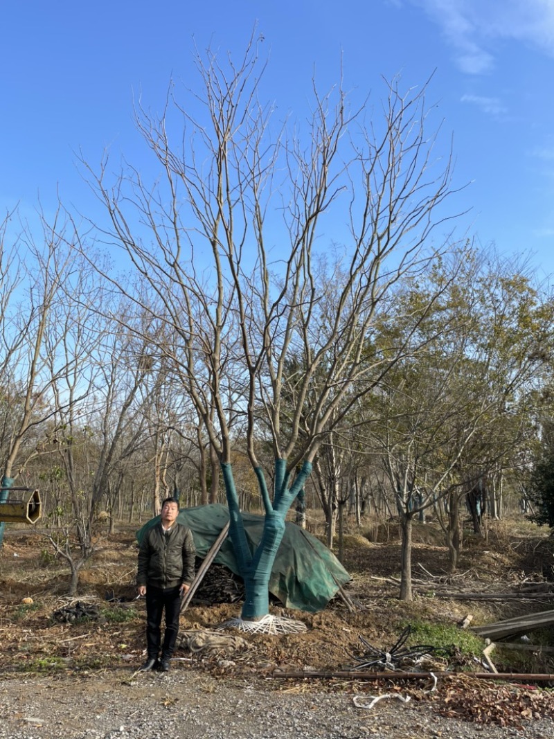 丛生乌桕，地苗，移栽熟苗，公园，地产，主景，点缀，体量大