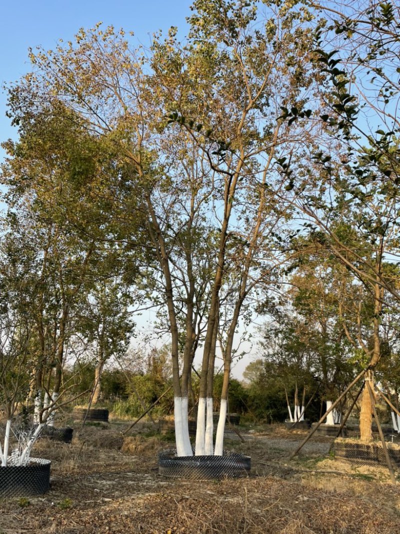 丛生乌桕，地苗，移栽熟苗，公园，地产，主景，点缀，体量大