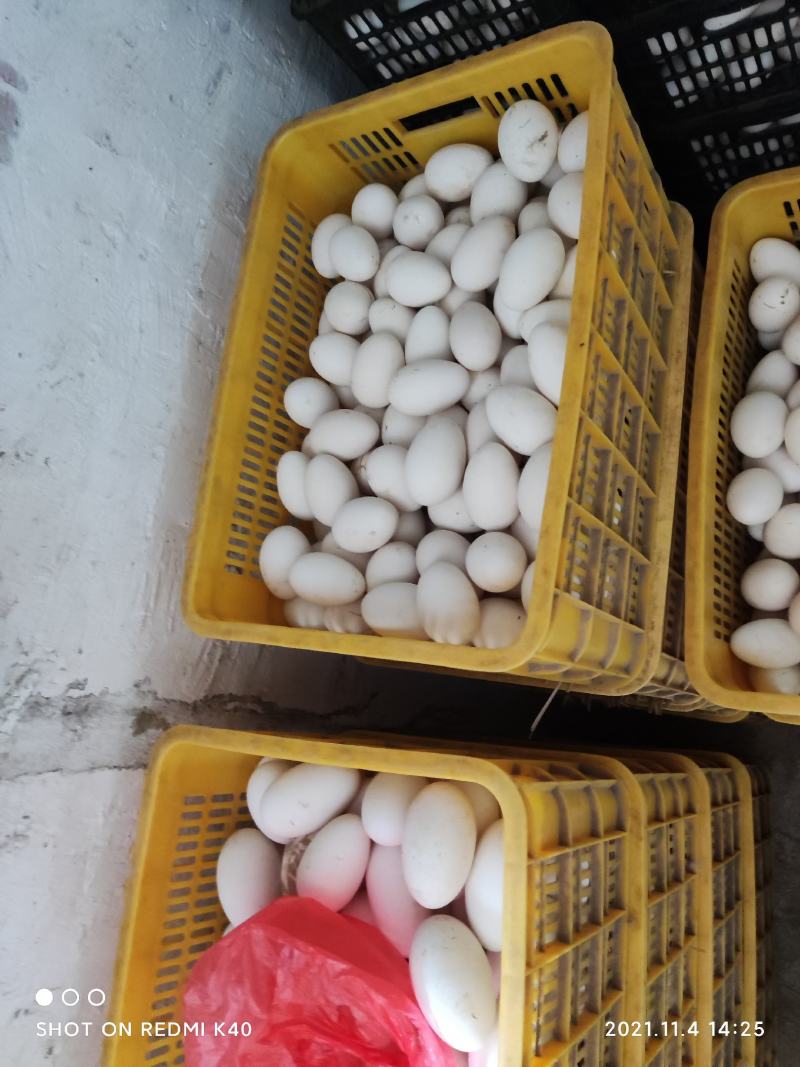 长期批发鹅蛋一手货源