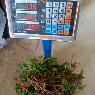一朵云阴地蕨背蛇生小春花独角蒿独脚金鸡蛇不见