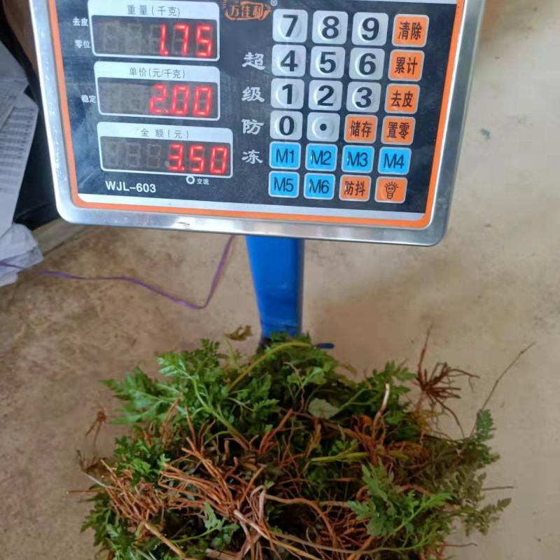 一朵云阴地蕨背蛇生小春花独角蒿独脚金鸡蛇不见