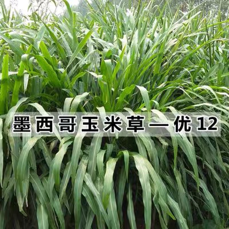 墨西哥玉米草种子夏季高产耐旱阔叶南方牧草种子牛羊猪鱼兔