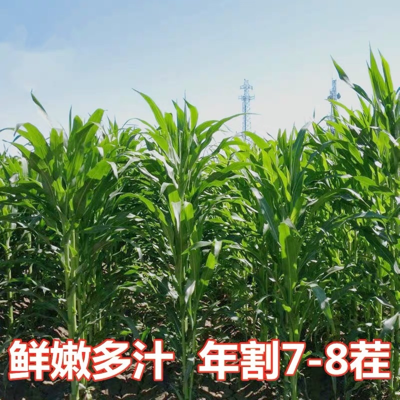 墨西哥玉米草种子夏季高产耐旱阔叶南方牧草种子牛羊猪鱼兔