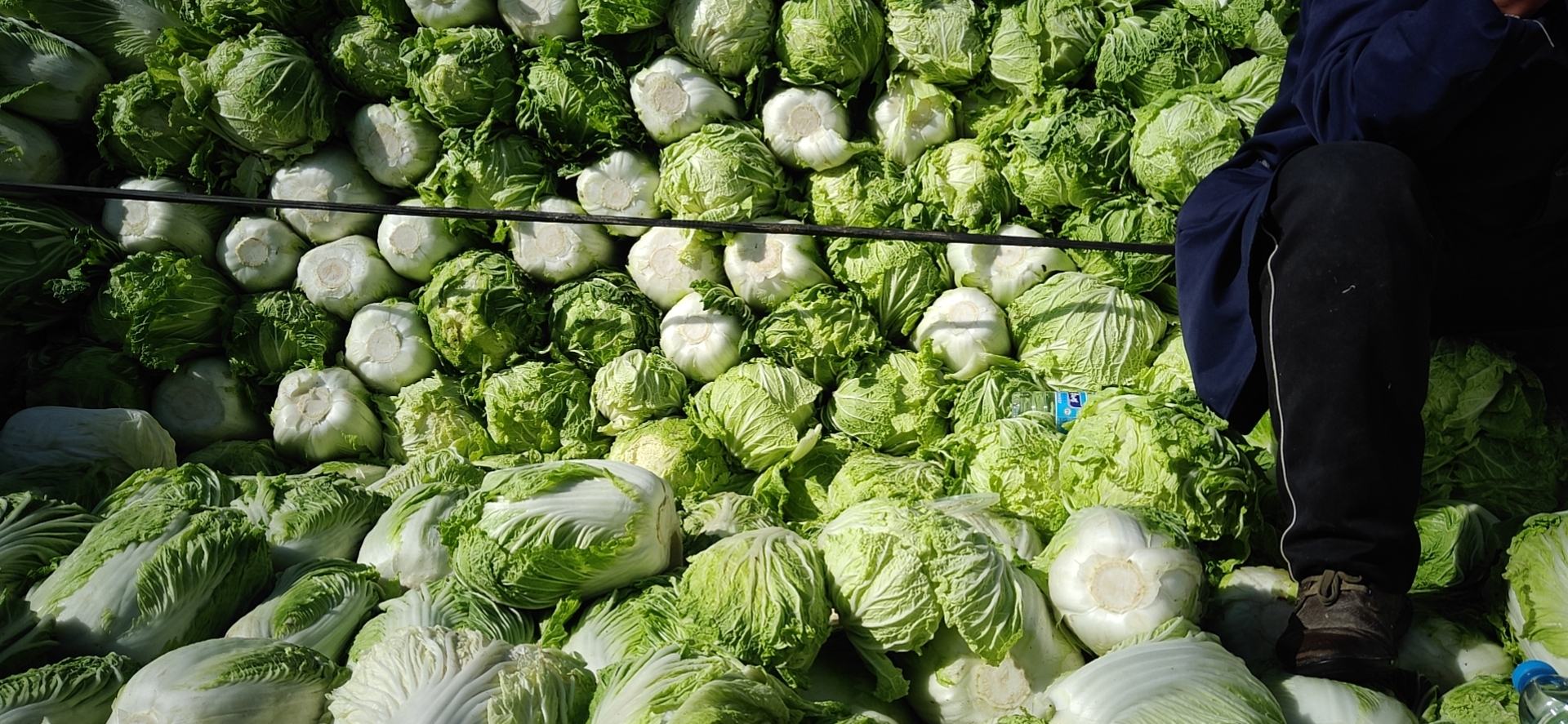 展示新鲜生菜在农贸市场中整齐摆放,叶片翠绿,背景为摊位和阳光 生菜在市场中新鲜陈列的照片