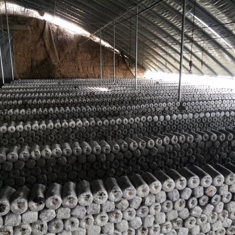 平菇菌包食用菌菌棒到家划口即出高产抗病抗虫优质菌棒