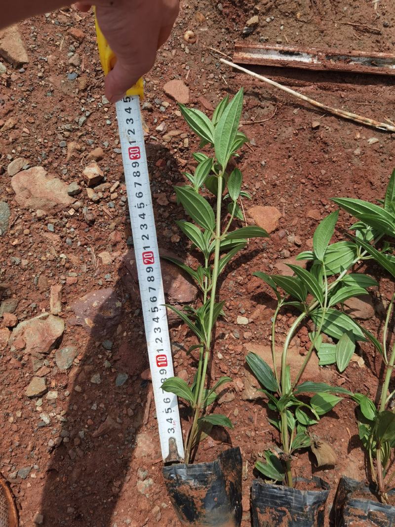 巴西野牡丹野牡丹一手货源野牡丹杯苗野牡丹种植基地