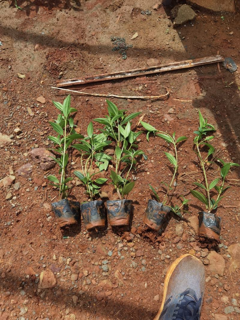 巴西野牡丹野牡丹一手货源野牡丹杯苗野牡丹种植基地