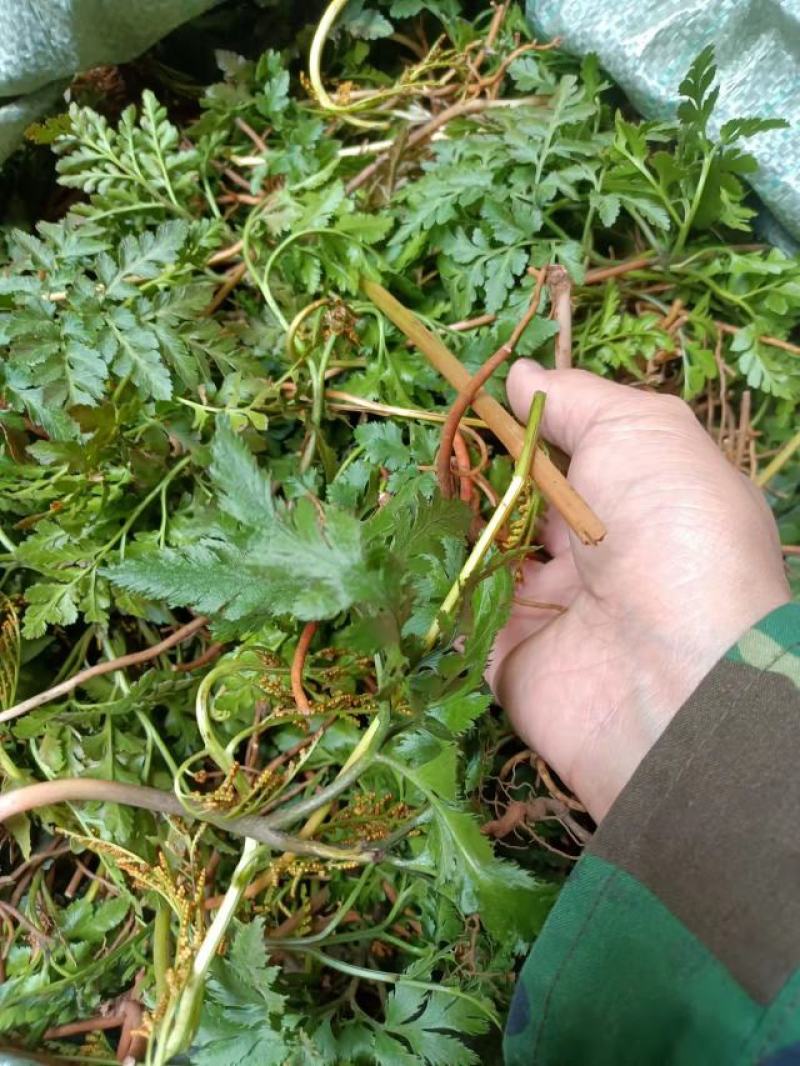 一朵云阴地蕨背蛇生小春花独角蒿独脚金鸡蛇不见