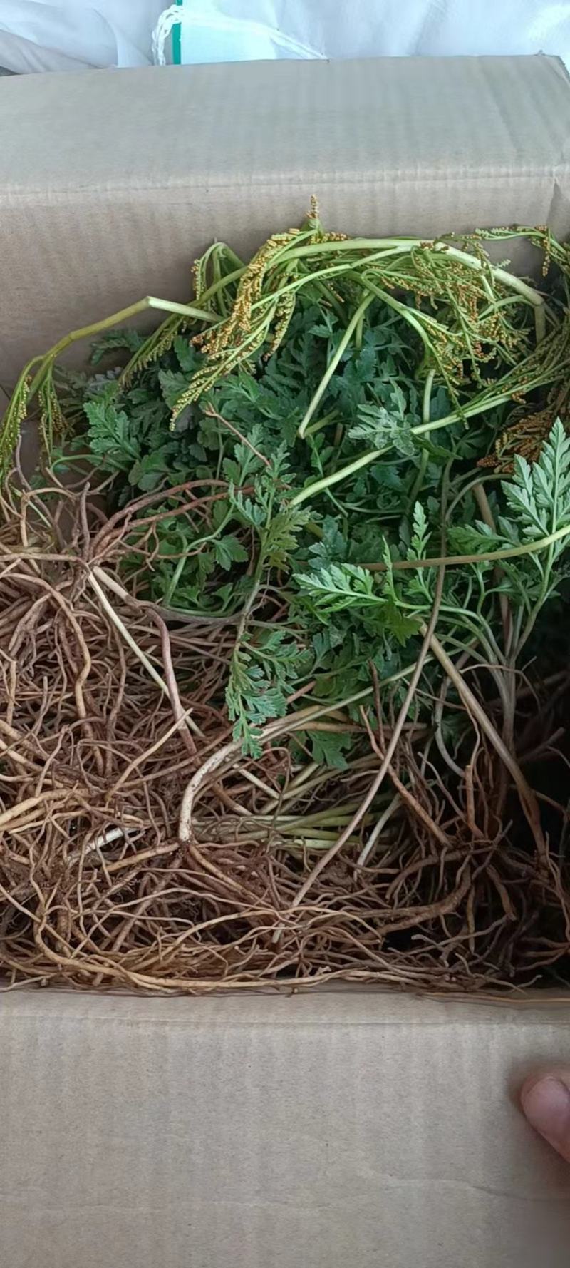 一朵云阴地蕨背蛇生小春花独角蒿独脚金鸡蛇不见