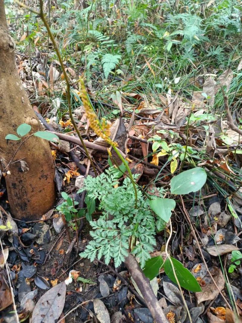 一朵云阴地蕨背蛇生小春花独角蒿独脚金鸡蛇不见