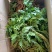 一朵云阴地蕨背蛇生小春花独角蒿独脚金鸡蛇不见