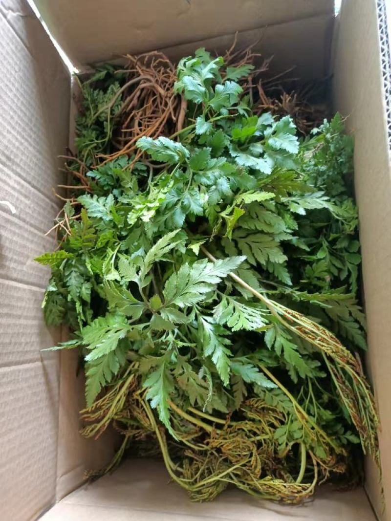 一朵云阴地蕨背蛇生小春花独角蒿独脚金鸡蛇不见