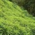 红姜，产地直发，一手货源保质，质量保证，