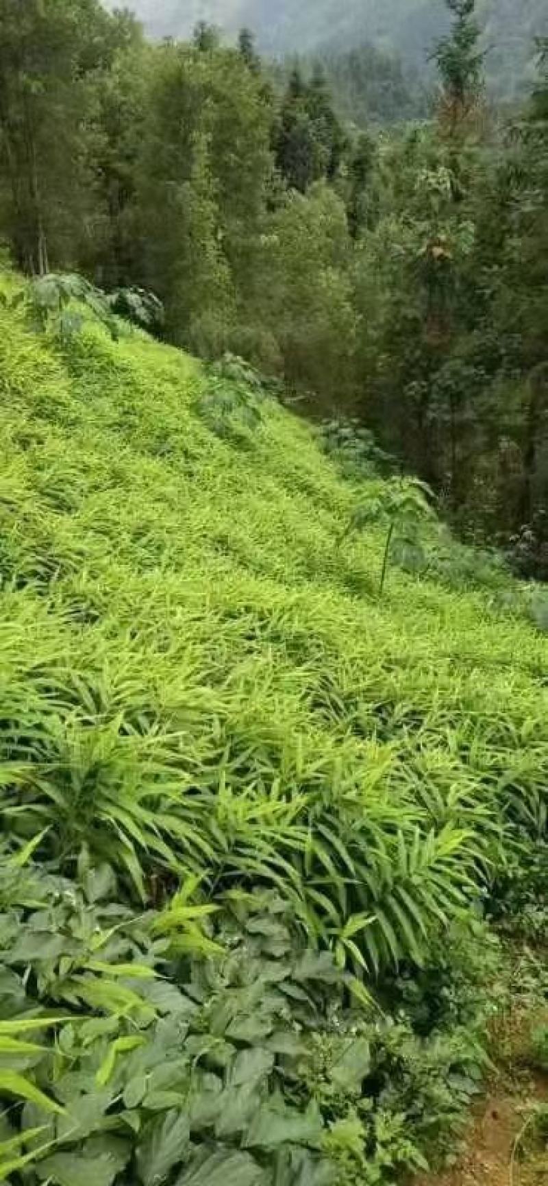 红姜，产地直发，一手货源保质，质量保证，