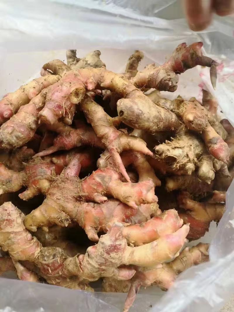 红姜，产地直发，一手货源保质，质量保证，