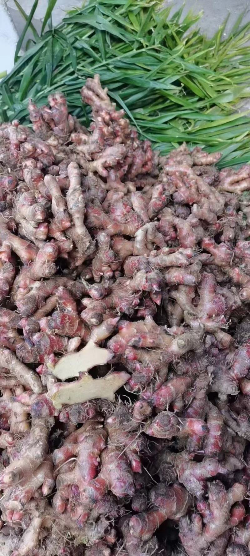 红姜，产地直发，一手货源保质，质量保证，