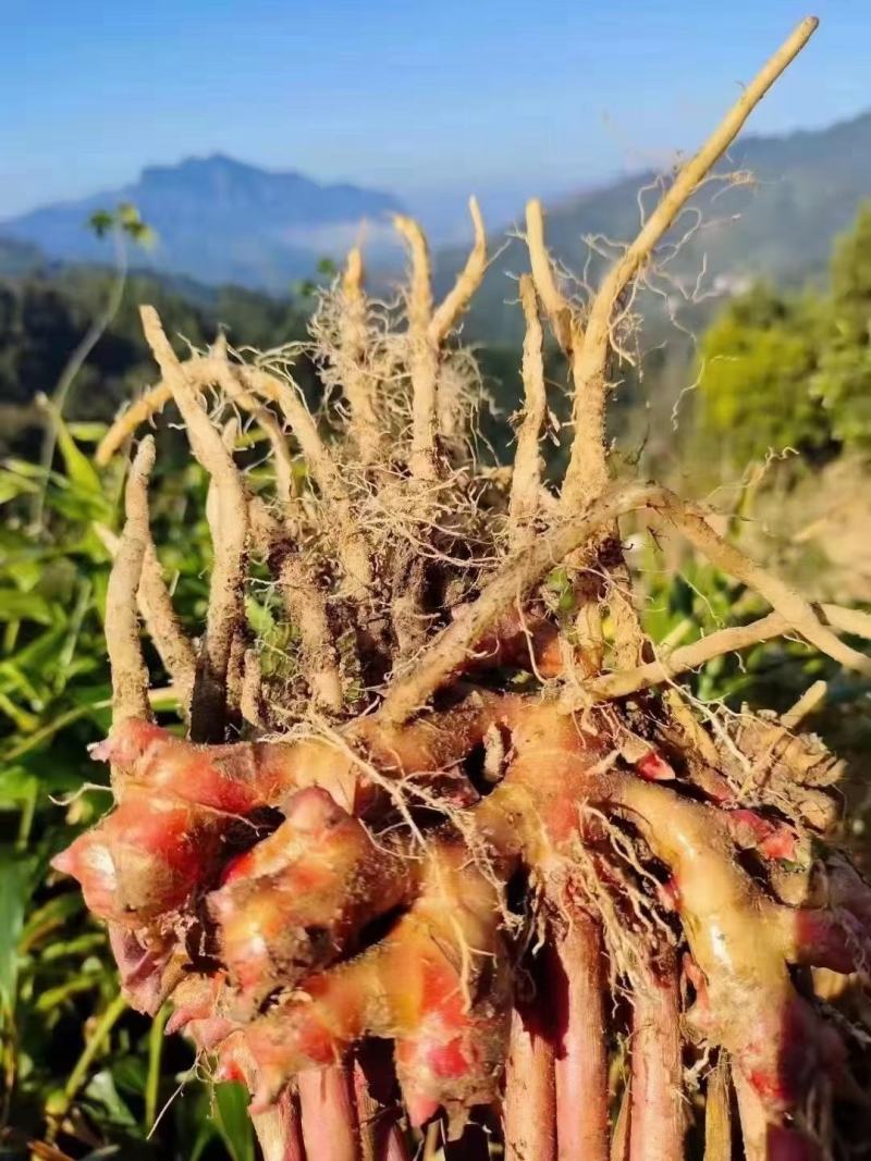 红姜，产地直发，一手货源保质，质量保证，