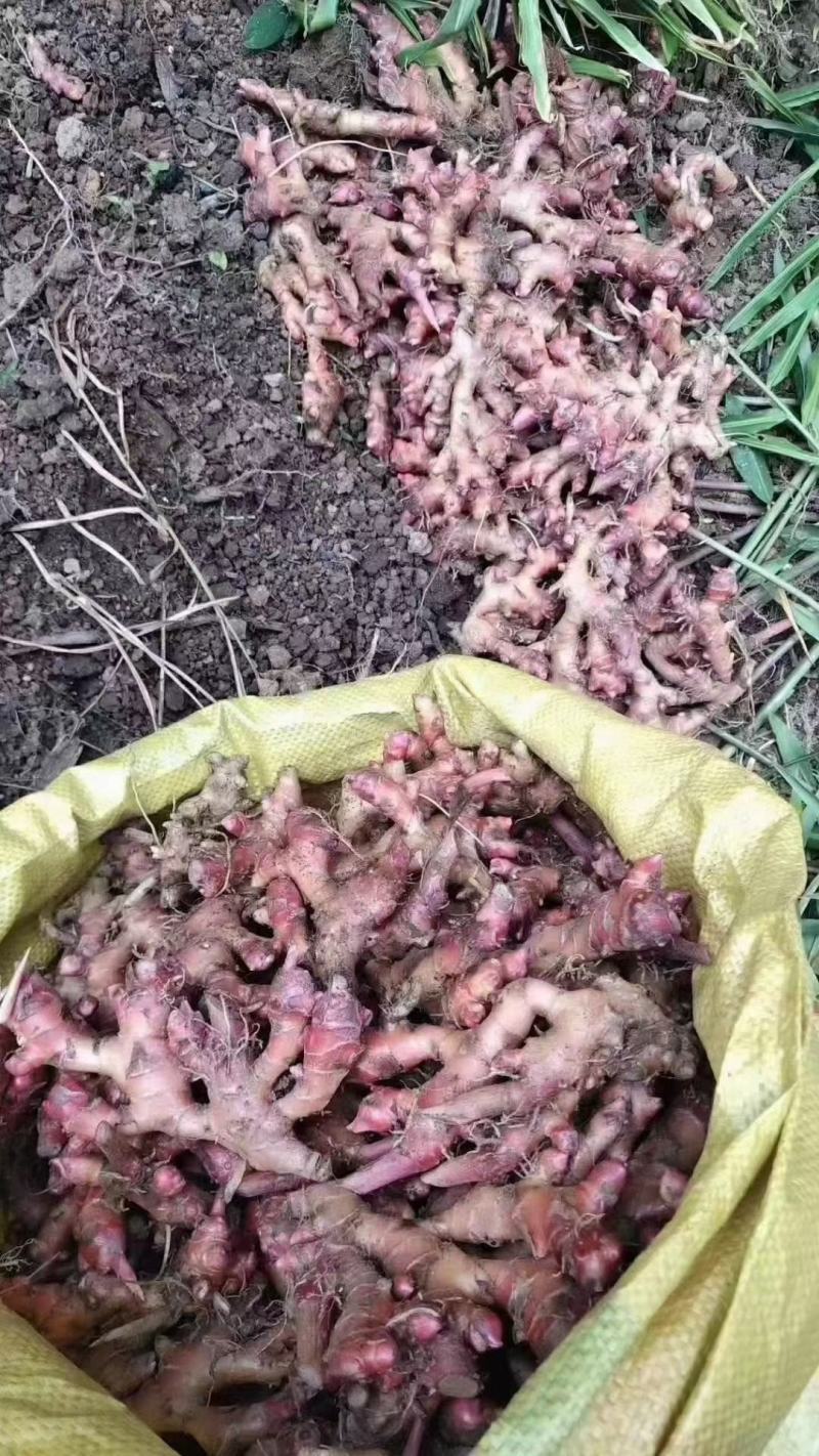 红姜，产地直发，一手货源保质，质量保证，