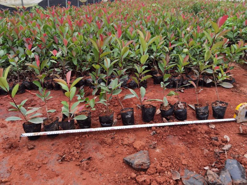 红叶石楠红叶石楠杯苗多分叉红叶石楠红叶石楠种植基地